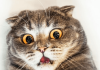 Medieval images of cats
