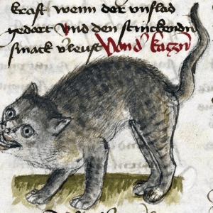 Medieval images of cats (10)