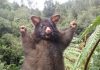 The mysterious world of animals