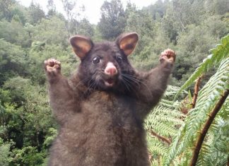 The mysterious world of animals