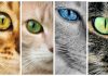 Which Cat Breed Is Your Personality?