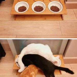 Photos that show the essence of life with a cat (1)