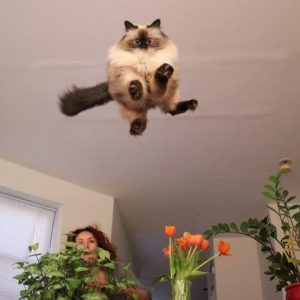 Photos that show the essence of life with a cat (14)