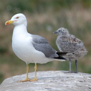 10-interesting-facts-about-animal-part-10-1