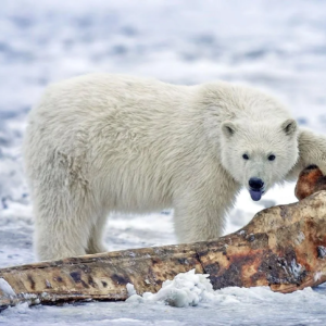 10-interesting-facts-about-animal-part-10-10