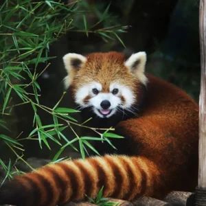 10-interesting-facts-about-animal-part-10-2