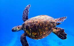 10 interesting facts about animal (part 10)