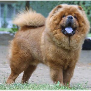 10-interesting-facts-about-animal-part-10-3