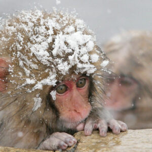 10-interesting-facts-about-animal-part-10-4