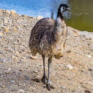 10-interesting-facts-about-animal-part-10-6