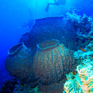 10-interesting-facts-about-animal-part-10-7