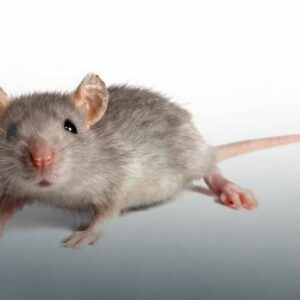 10-interesting-facts-about-animal-part-10-8