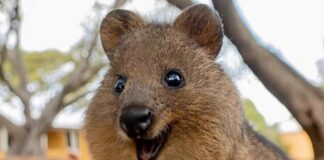 10 interesting facts about animal (part 2)