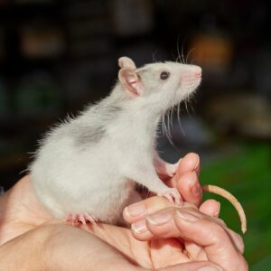 10-interesting-facts-about-animal-part-2-5