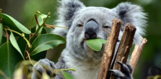 10 interesting facts about animal (part 3)