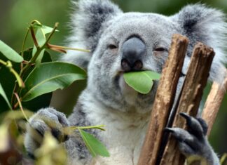 10 interesting facts about animal (part 3)