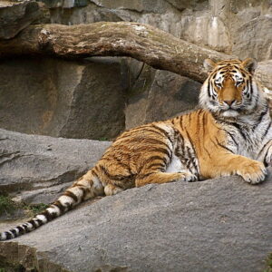 10-interesting-facts-about-animal-part-4-10