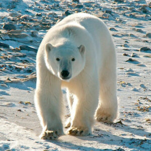 10 interesting facts about animal (part 4)