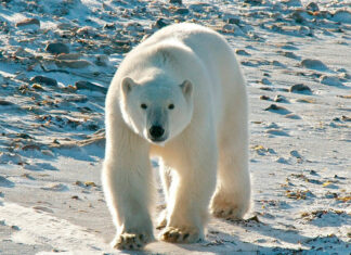 10 interesting facts about animal (part 4)