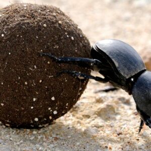 10-interesting-facts-about-animal-part-4-6