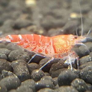 10-interesting-facts-about-animal-part-4-7