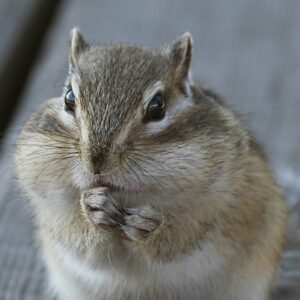 10-interesting-facts-about-animal-part-4-9