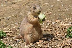 10-interesting-facts-about-animal-part-5