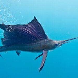 10-interesting-facts-about-animal-part-5-2-1