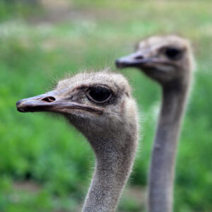 10-interesting-facts-about-animal-part-5-2