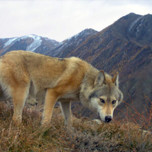 10-interesting-facts-about-animal-part-5-3