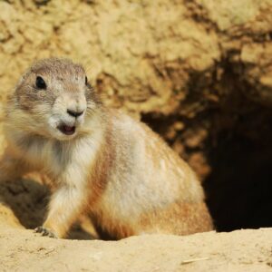 10-interesting-facts-about-animal-part-5