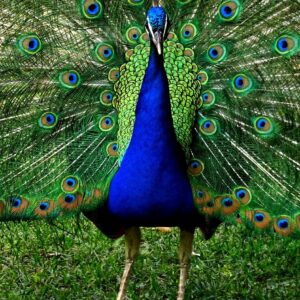 10-interesting-facts-about-animal-part-5-4-1