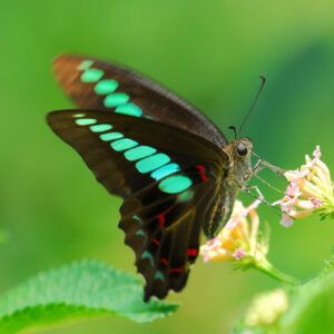 10-interesting-facts-about-animal-part-5-4