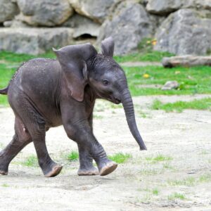 10-interesting-facts-about-animal-part-5-5-1