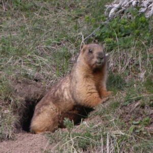 10-interesting-facts-about-animal-part-5-6-1