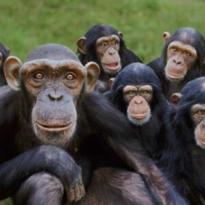 10-interesting-facts-about-animal-part-5-8-1