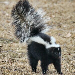 10-interesting-facts-about-animal-part-5-8