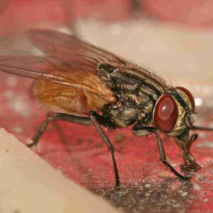 10-interesting-facts-about-animal-part-5-9