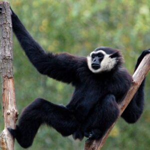 10-interesting-facts-about-animal-part-7-1