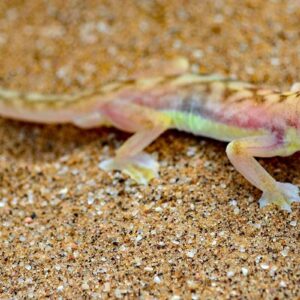 10-interesting-facts-about-animal-part-7-10