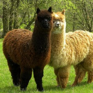 10-interesting-facts-about-animal-part-7