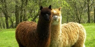 10 interesting facts about animal (part 7)