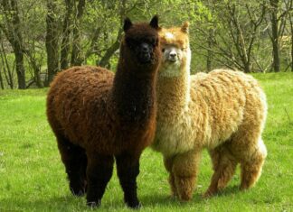10 interesting facts about animal (part 7)