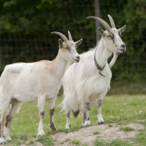 Goats Go.. Inspecting.