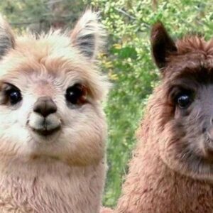 10-interesting-facts-about-animal-part-7