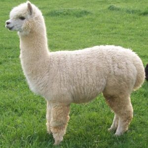 10-interesting-facts-about-animal-part-7-6