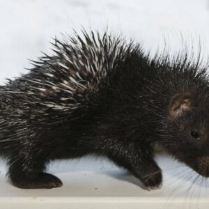 10-interesting-facts-about-animal-part-7-7