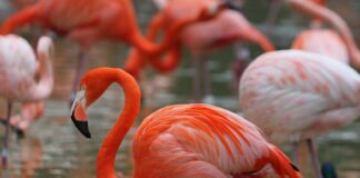 10 interesting facts about animal (part 8)