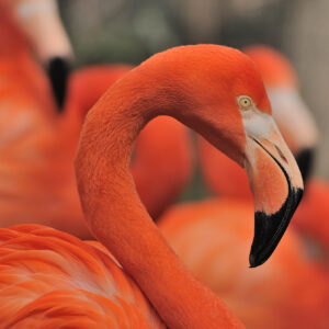 10-interesting-facts-about-animal-part-8-6