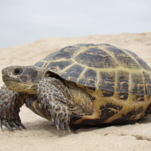 10-interesting-facts-about-animal-part-8-7